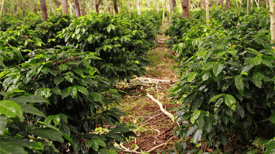 What Makes Guatemalan Coffee Taste Naturally Sweet