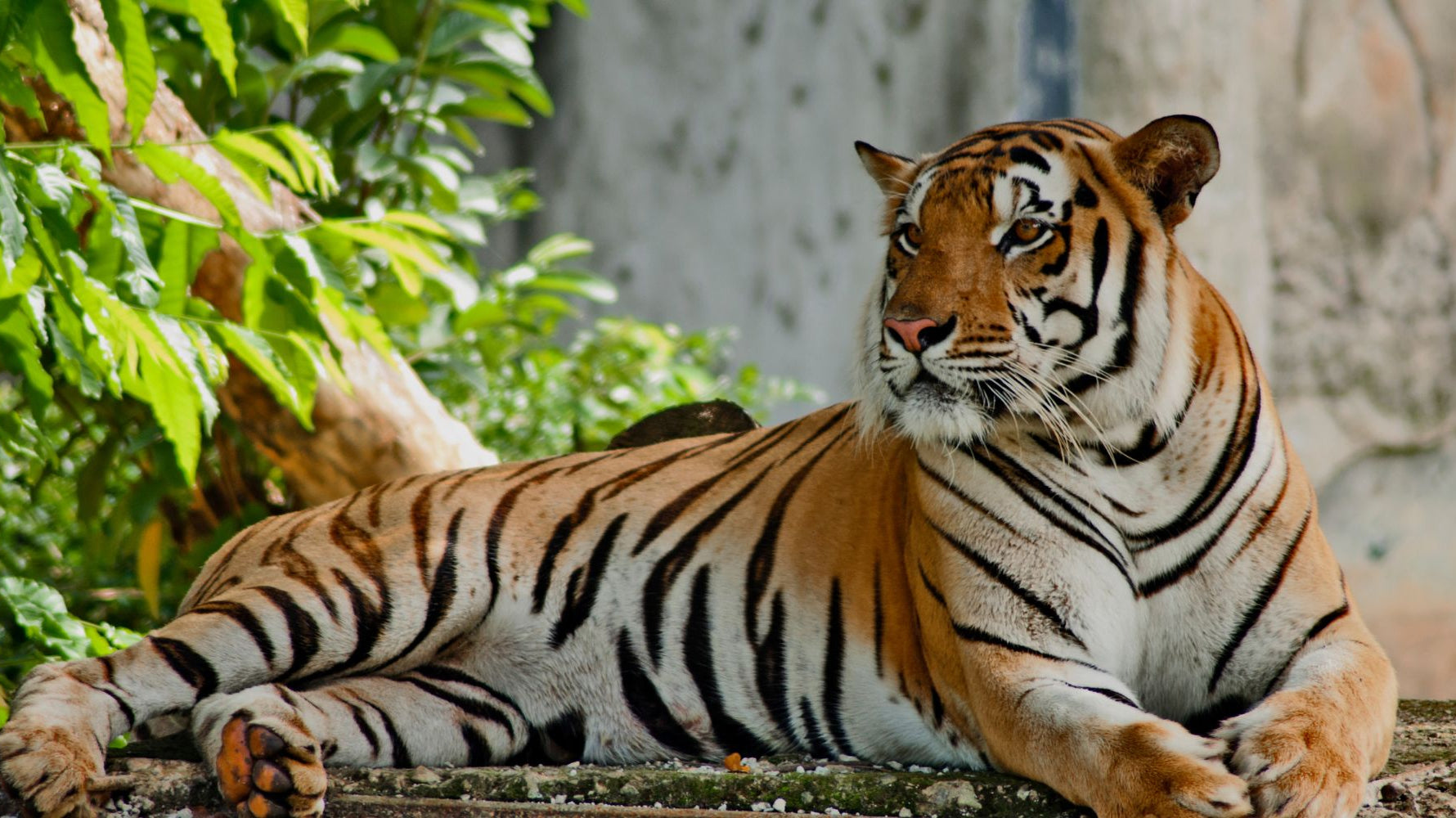 Carlini Coffee Australia specializes in a wide range of Indonesian and Sumatran coffees