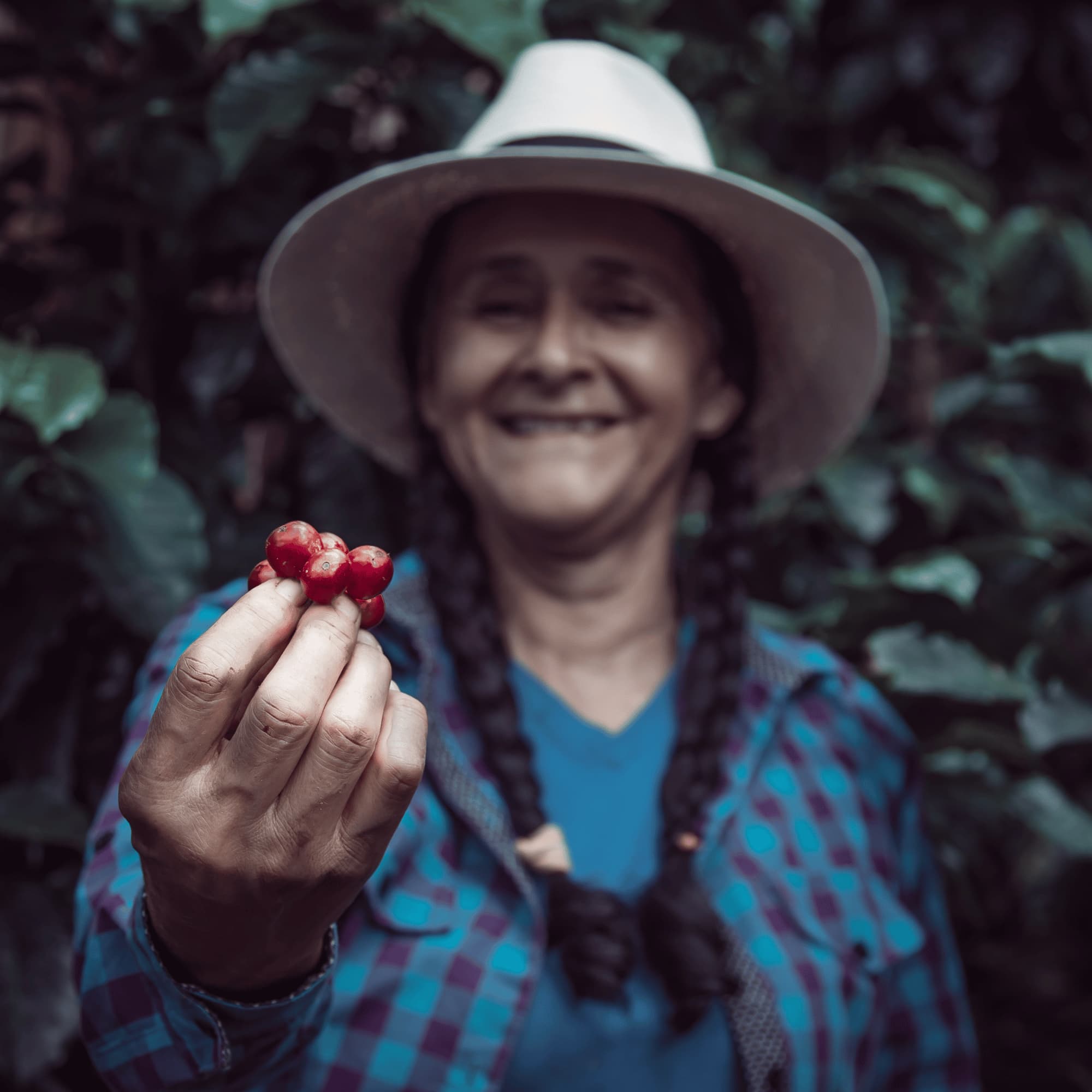 Carlini Coffee has been roasting premium quality Burundi coffees since 2010.