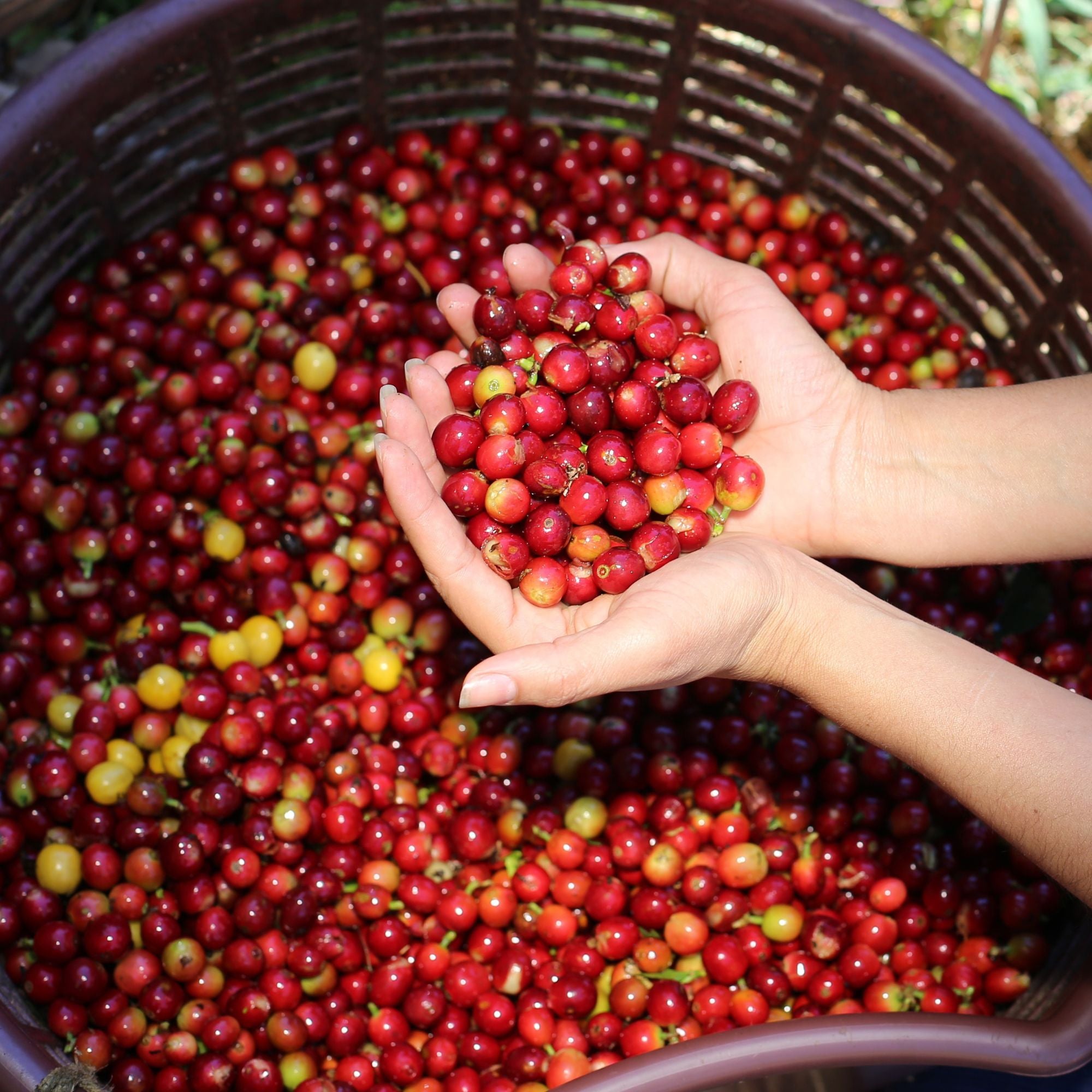 Carlini Coffee Costa Rica coffees