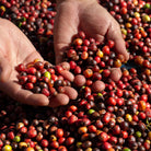 Carlini Coffee El Salvador Coffees