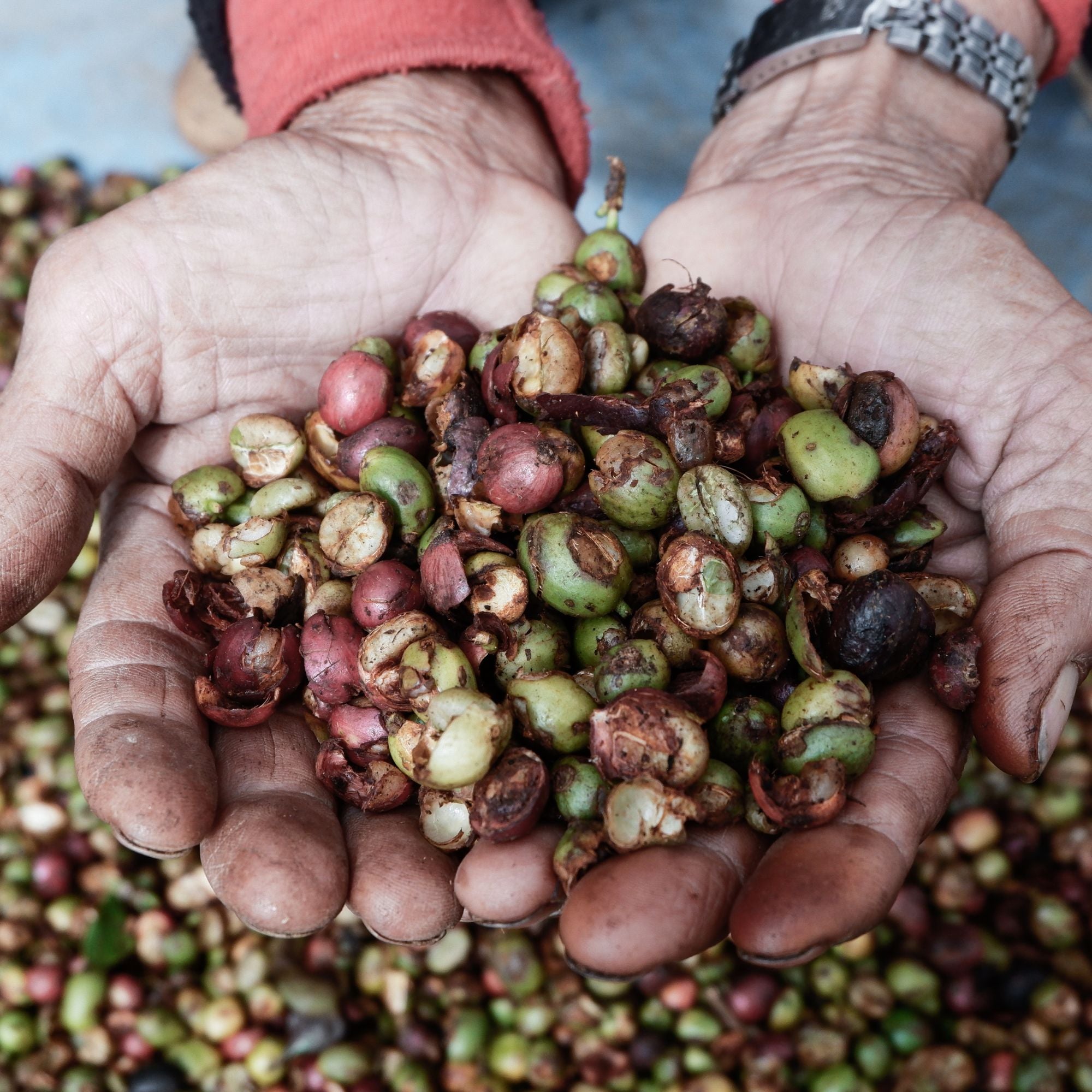 Carlini Coffee Sumatra Coffee beans
