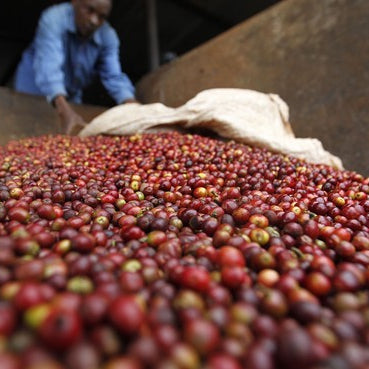 freshly picked coffee cherries being processed at farm