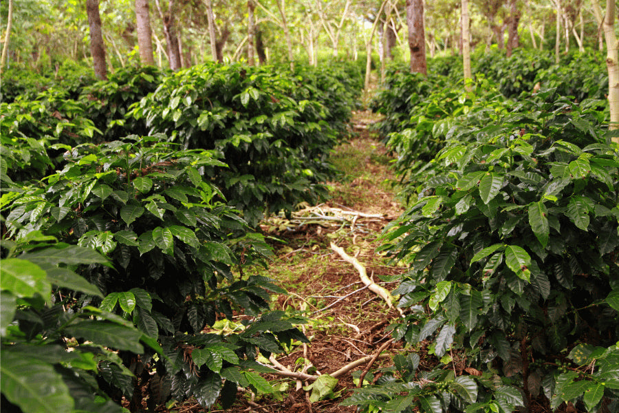 What Makes Guatemalan Coffee Taste Naturally Sweet