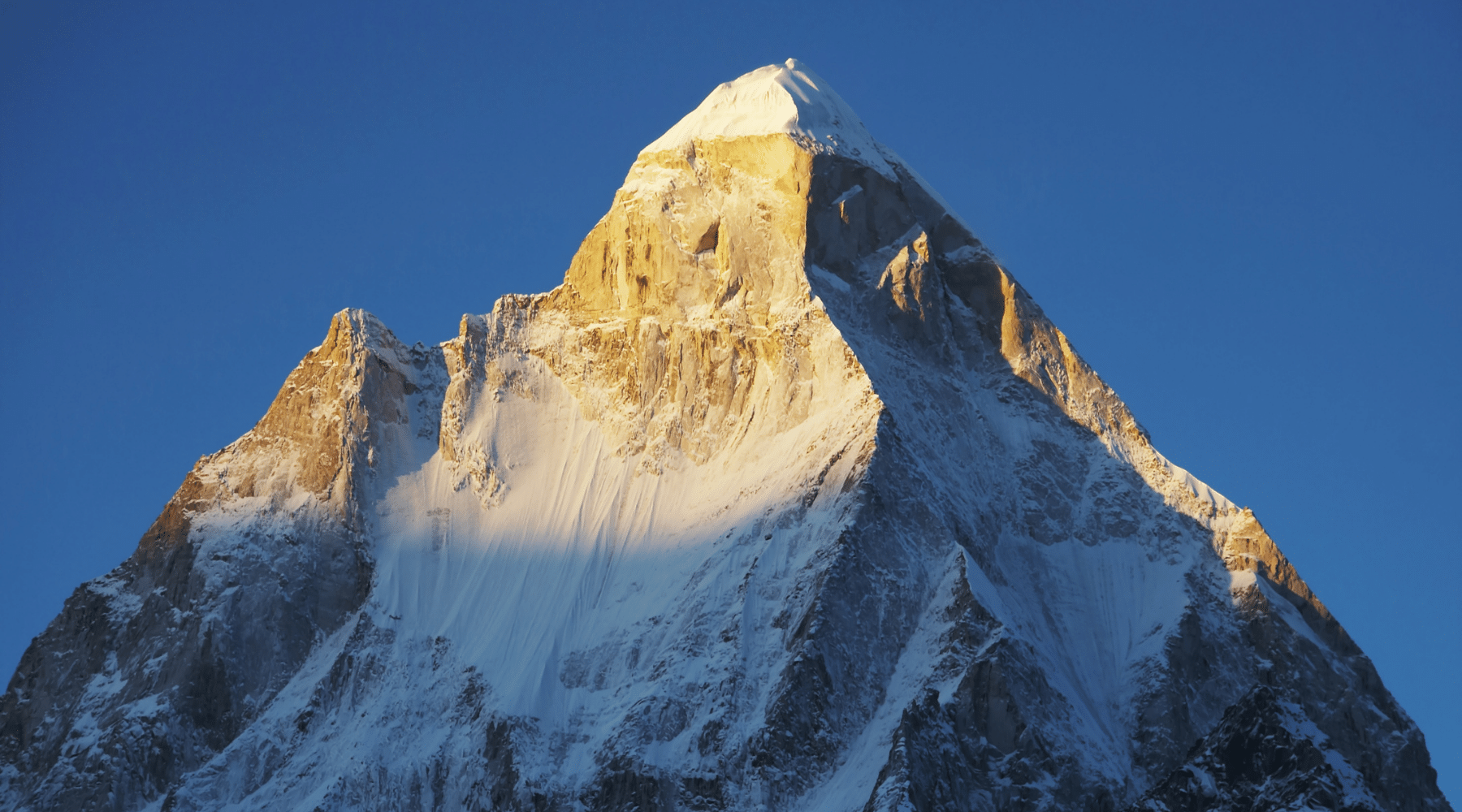 Carlini Coffee asks have we reached peak coffee yet in Australia