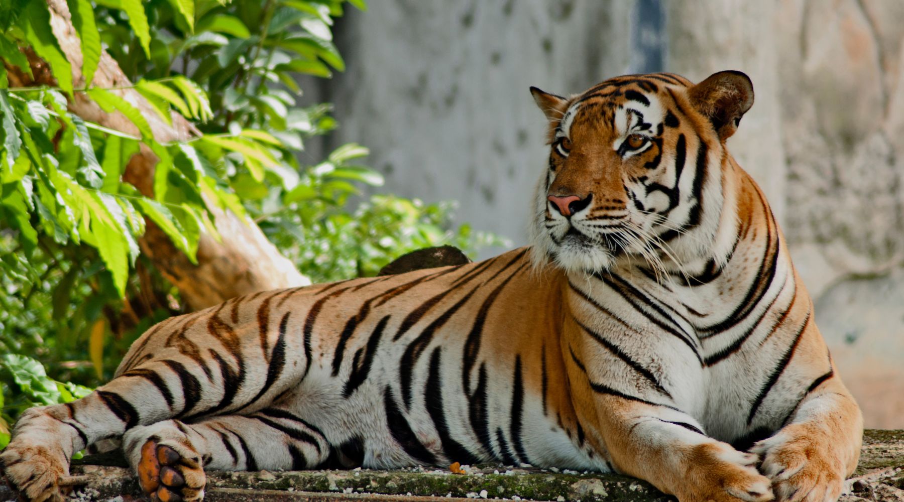 Carlini Coffee Australia specializes in a wide range of Indonesian and Sumatran coffees