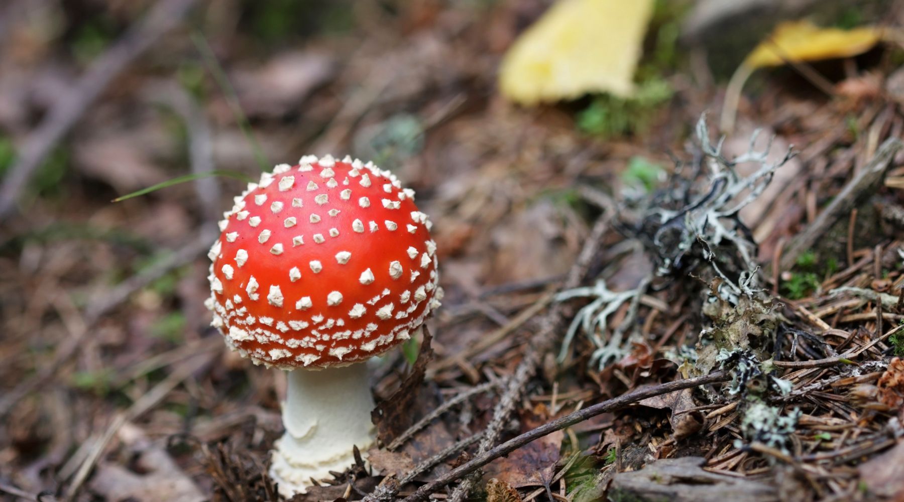 Mycotoxins in Coffee: A Roaster's Guide to the Facts vs. the Hype