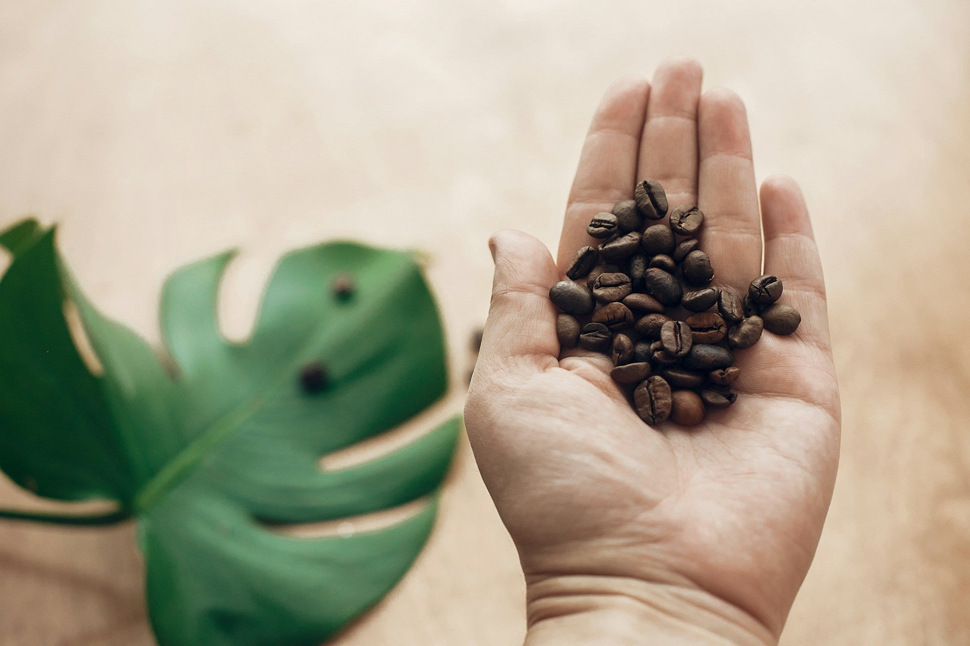 El Salvador Beans