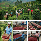 Carlini Coffee Rwanda coffee production