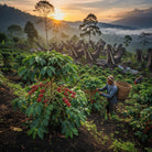 Farmer harvesting coffee beans in Sulawesi at a plantation with a scenic sunset.