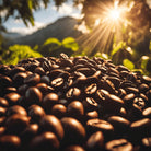 Carlini Coffee Ethiopia Sidamo coffee beans