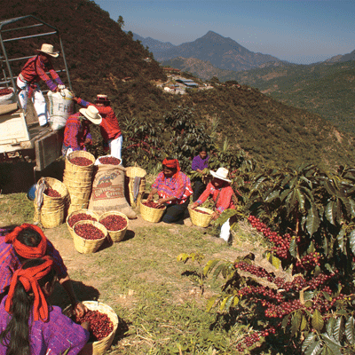 workers loading freshly picked ripe coffee cherries at farm in Guatemala