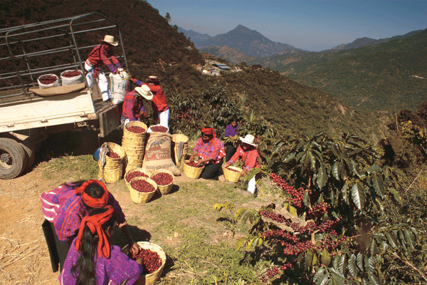 workers loading freshly picked ripe coffee cherries at farm in Guatemala