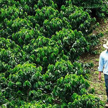 Coffee farmer in Mexico walking in the plantation