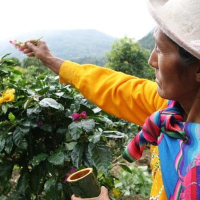 Peru farmers picking ripe coffee cherries