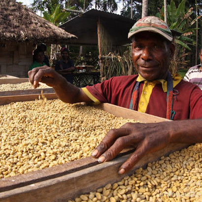 coffee farmer in Papua New Guinea working on drying beds